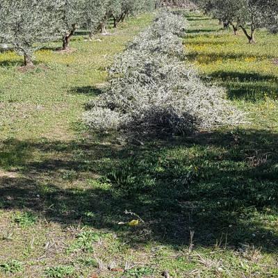Branches préparées pour le broyeur